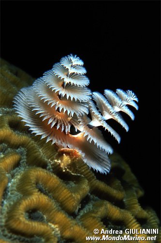 Anellide albero di natale (Spirobranchus sp.)