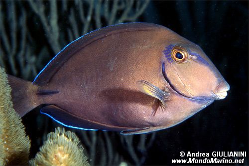 Pesce chirurgo nero (Acanthurus bahianus)