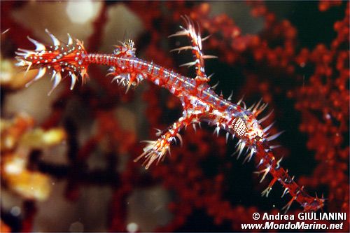 Pesce ago fantasma ornato (Solenostomus paradoxus)