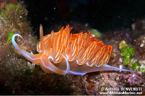 Dondice (Dondice banyulensis)