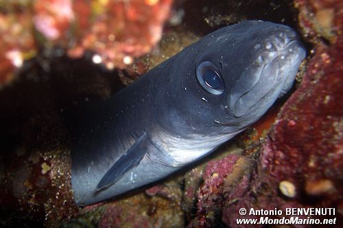 Grongo (Conger conger)