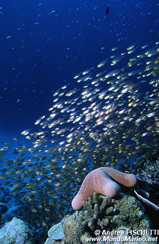 Stella cuscino (Choriaster granulatus)