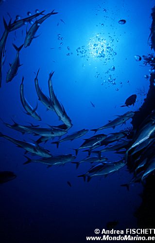 Carangide (n.d. n.d.)