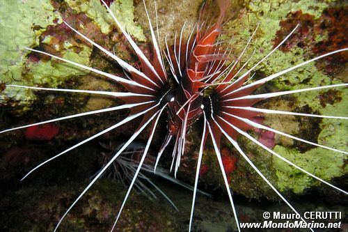 Pesce cobra (Pterois radiata)