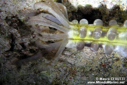 Anemone piuma (n.d. n.d.)