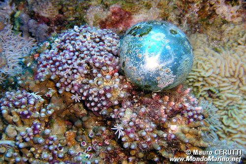 Madrepora tropicale (N.d. n.d.)