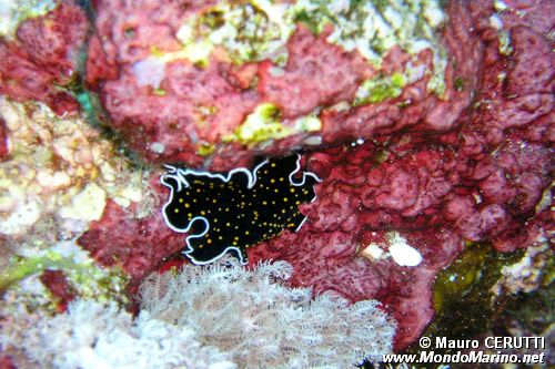 Nudibranco (N.d. n.d.)