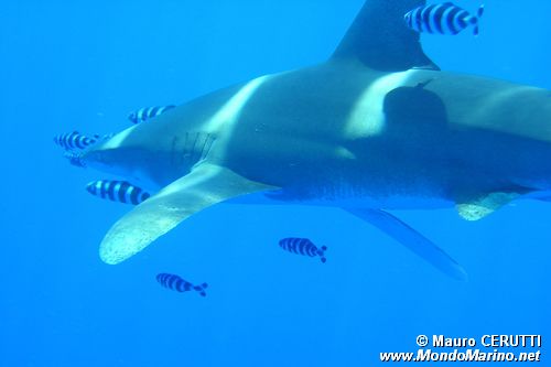 Squalo longimanus (Carcharhinus longimanus)
