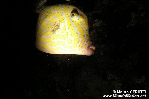 Pesce lima scrittura (Aluterus scriptus)