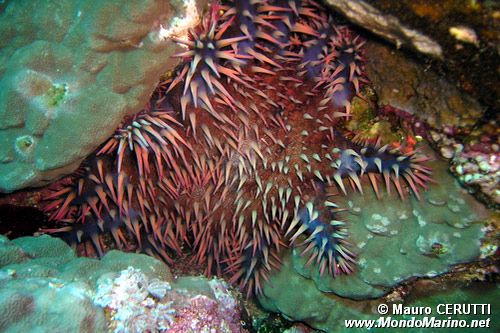 Stella corona di spine (Acanthaster planci)