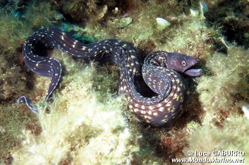 Murena (Muraena helena)