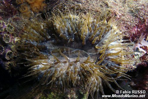 Attinia calice (Cereus pedunculatus)