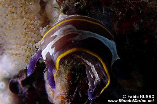 Doride di Fontandrau (Hypselodoris fontandraui)