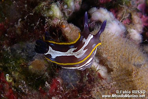 Doride di Fontandrau (Hypselodoris fontandraui)