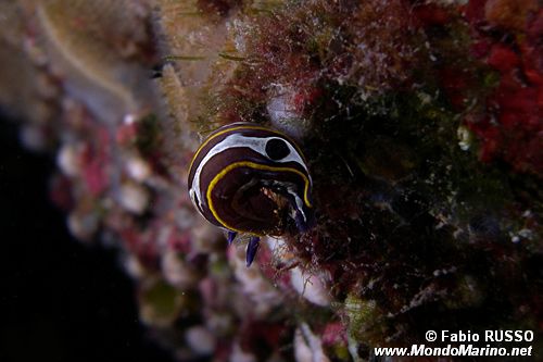 Doride di Fontandrau (Hypselodoris fontandraui)