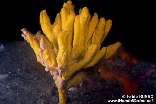 Axinella verrucosa (Axinella verrucosa)