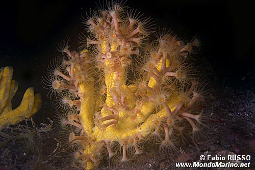 Axinella verrucosa (Axinella verrucosa)