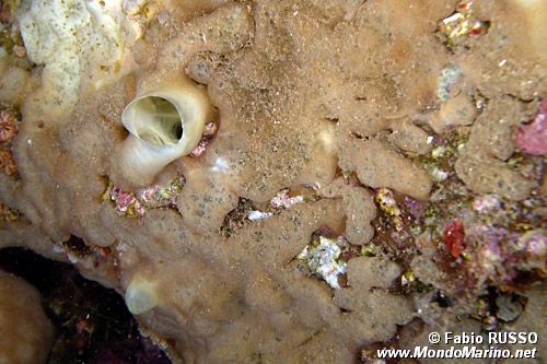Spugna perforante verde (Cliona viridis)