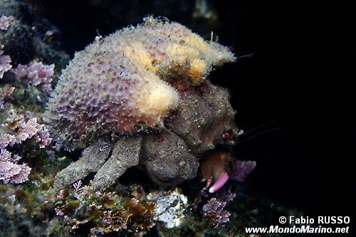 Granchio facchino (Dromia personata)
