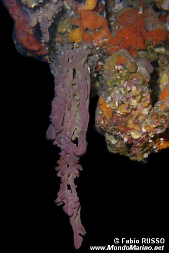 Spugna (Oscarella lobularis)