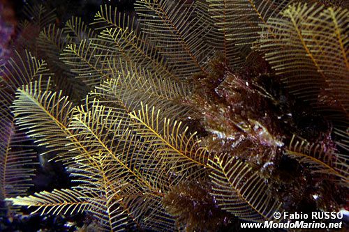 Idrozoo (Aglaophenia septifera)