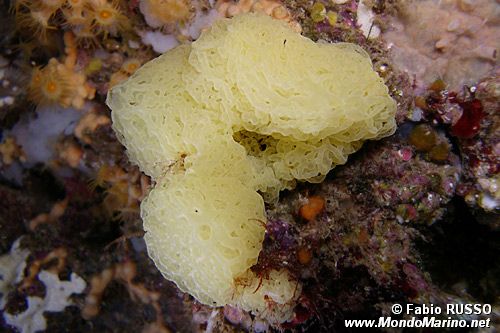 Spugna gialla (Clathrina clathrus)