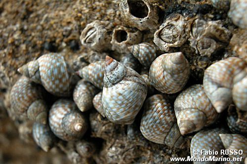 Littorina puntata (Nodilittorina punctata)