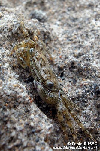 Granchio corridore (Pachygrapsus marmoratus)