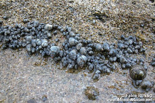 Littorina puntata (Nodilittorina punctata)