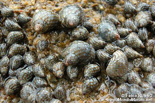 Littorina puntata (Nodilittorina punctata)