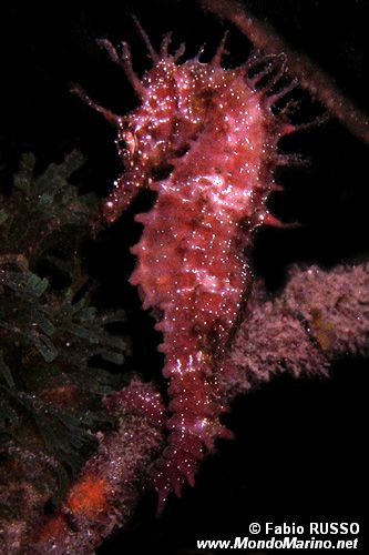 Cavalluccio marino (Hippocampus guttulatus)