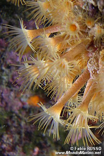 Parazoanthus (Parazoanthus axinellae)