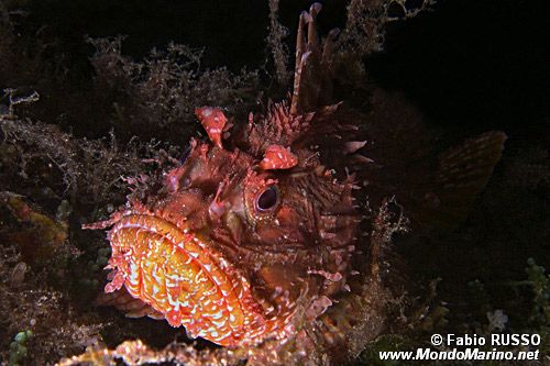 Scorfano rosso (Scorpaena scrofa)