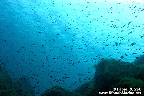 Castagnola (Chromis chromis)