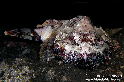 Scorfano rosso (Scorpaena scrofa)