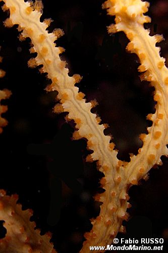 Gorgonia gialla (Eunicella cavolinii)