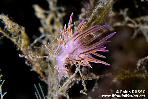 Flabellina rosa (Flabellina affinis)