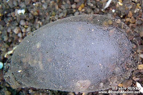 Arenicola (N.d. n.d.)