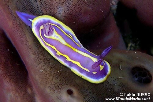 Cromodoride di Brito (Chromodoris britoi)