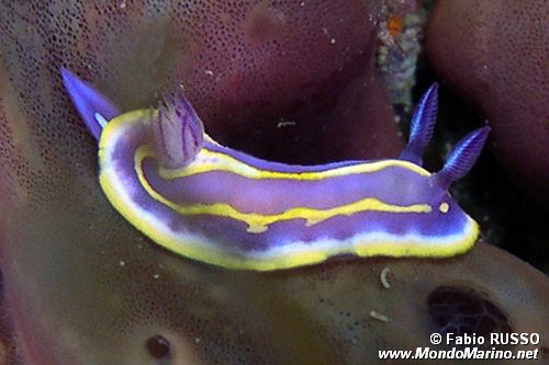 Cromodoride di Brito (Chromodoris britoi)