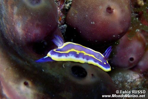 Cromodoride di Brito (Chromodoris britoi)