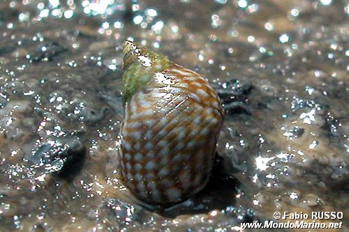 Littorina puntata (Nodilittorina punctata)