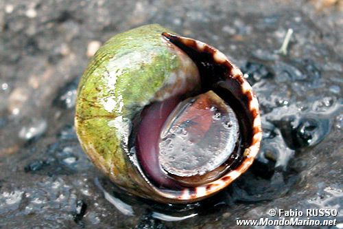 Littorina puntata (Nodilittorina punctata)