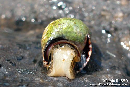 Littorina puntata (Nodilittorina punctata)