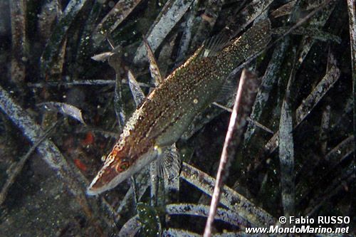 Tordo musolungo (Symphodus rostratus)