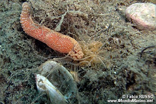 Verme tentacolato (Eupolymnia nebulosa)