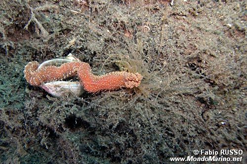 Verme tentacolato (Eupolymnia nebulosa)