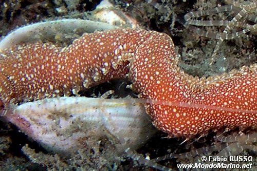 Verme tentacolato (Eupolymnia nebulosa)