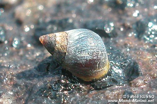 Littorina nera (Melaraphe neritoides)