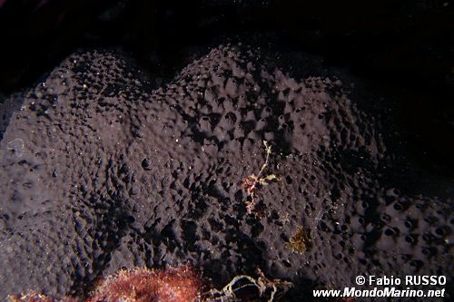 Spugna (Spongia officinalis)